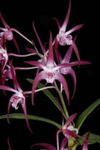 Dendrobium Ruth Reingold Diamond Orchids AM/AOS 81 pts.